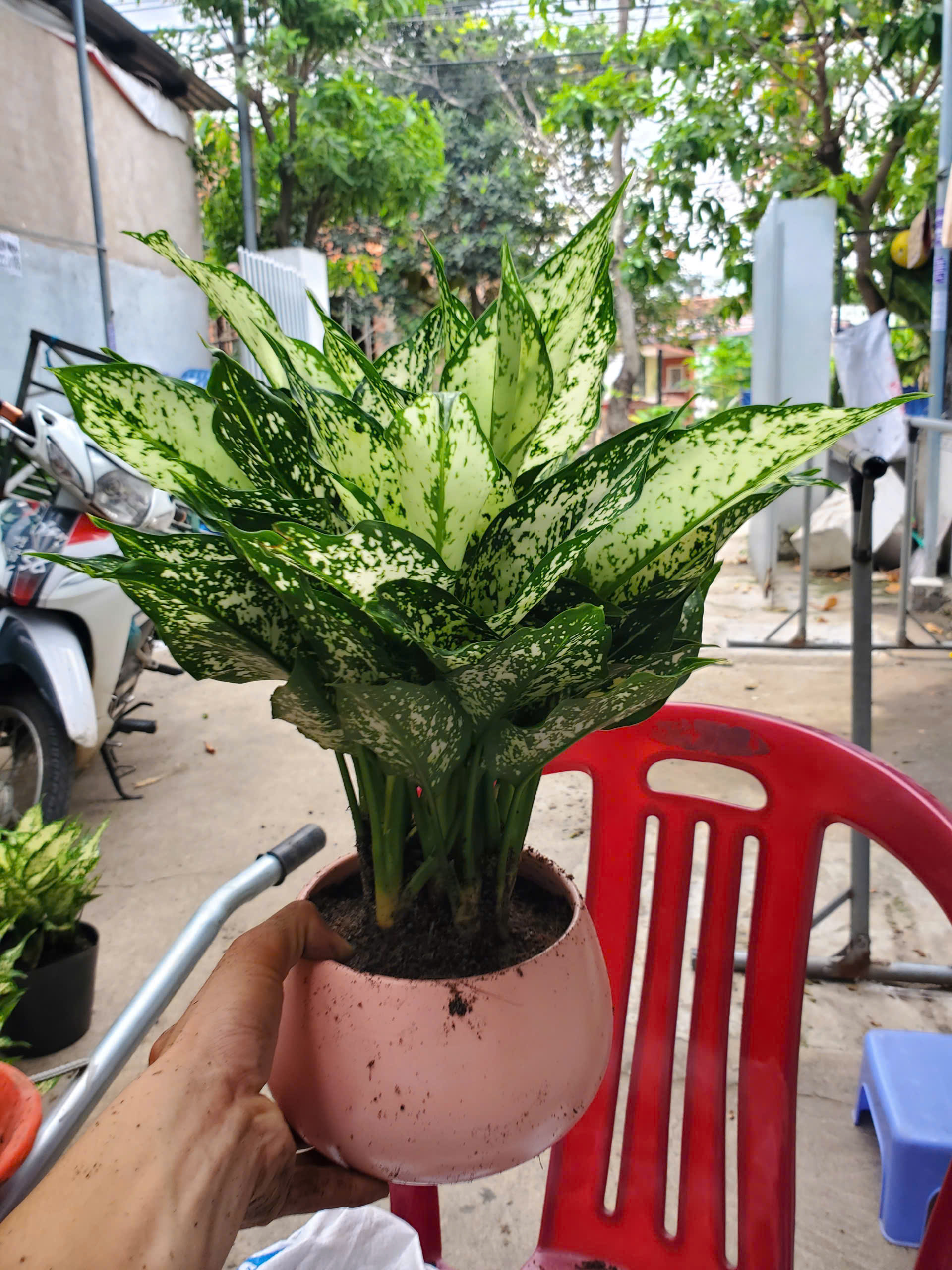 Cây ngọc ngân để bàn chậu tròn